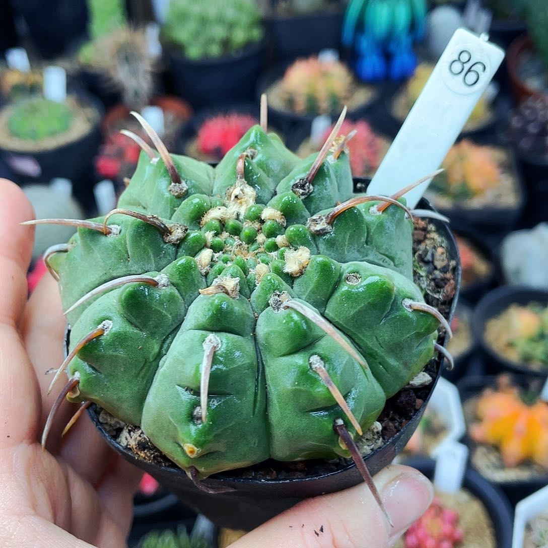 非偏远地区满25包邮仙人球