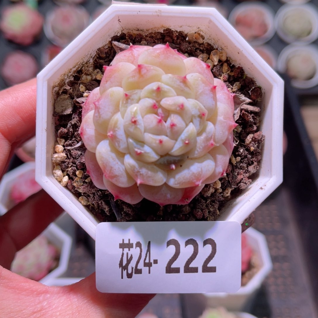 花利美24-222秘境冰魄