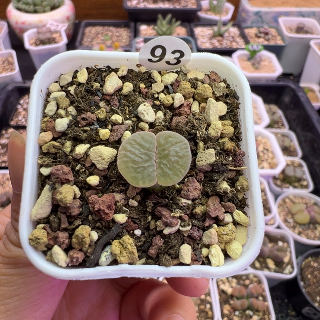 玲***玲93号磁铁开播福利特