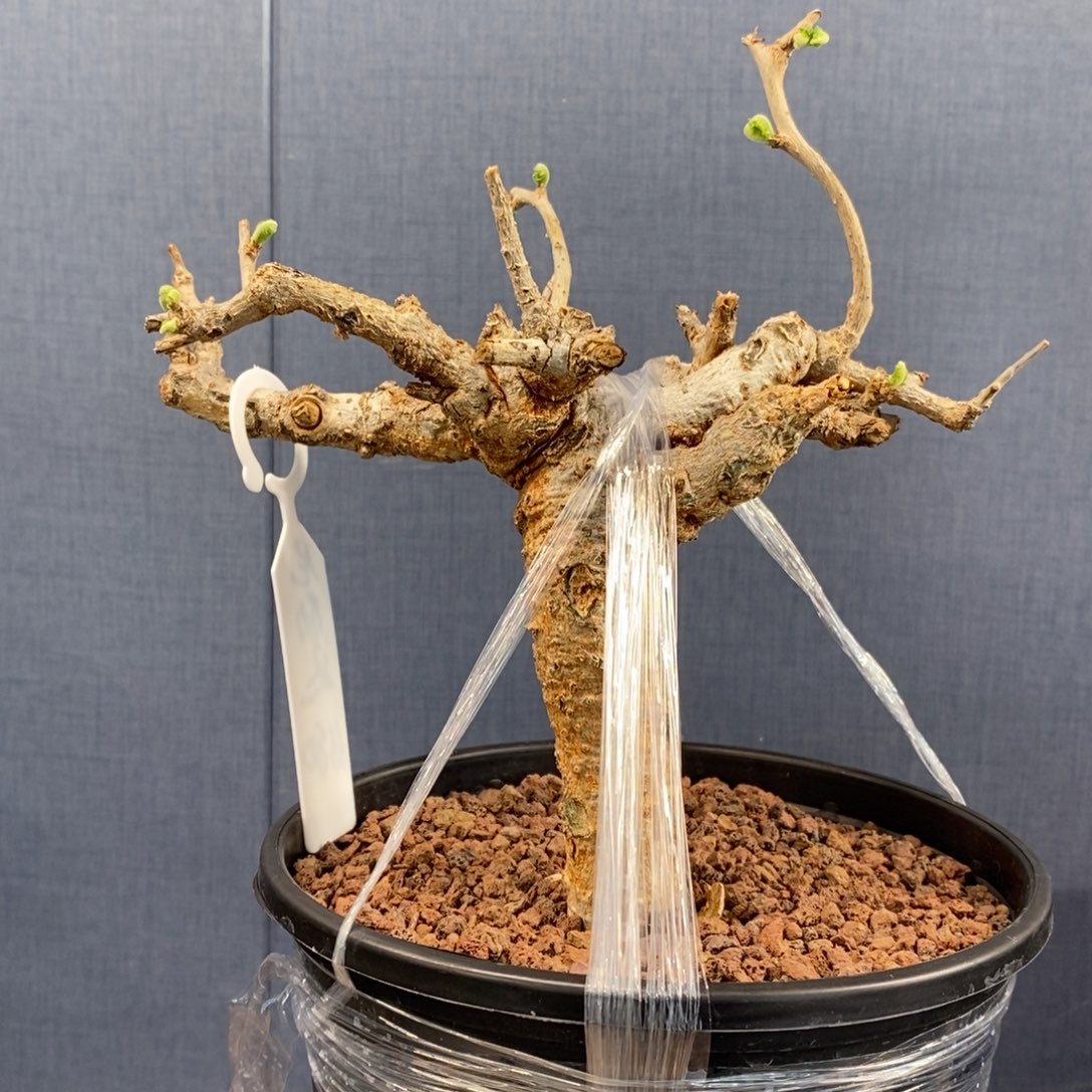 尼勒达乳香产地熟桩