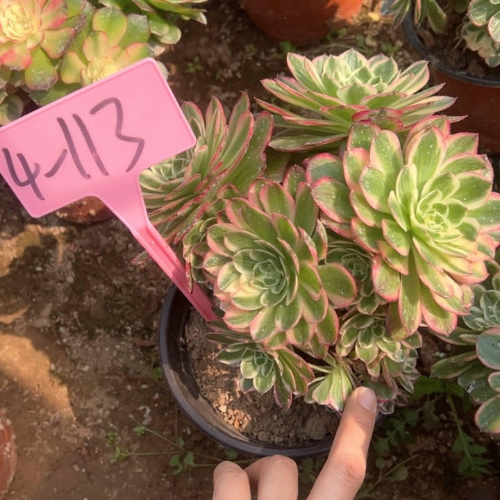 4-113海王多肉植物