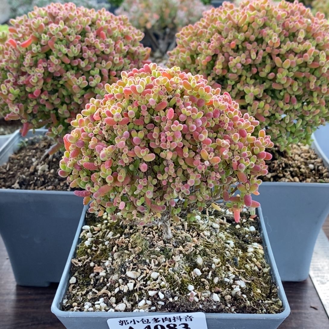 胃***足蜜橘糖球4083枝干番杏