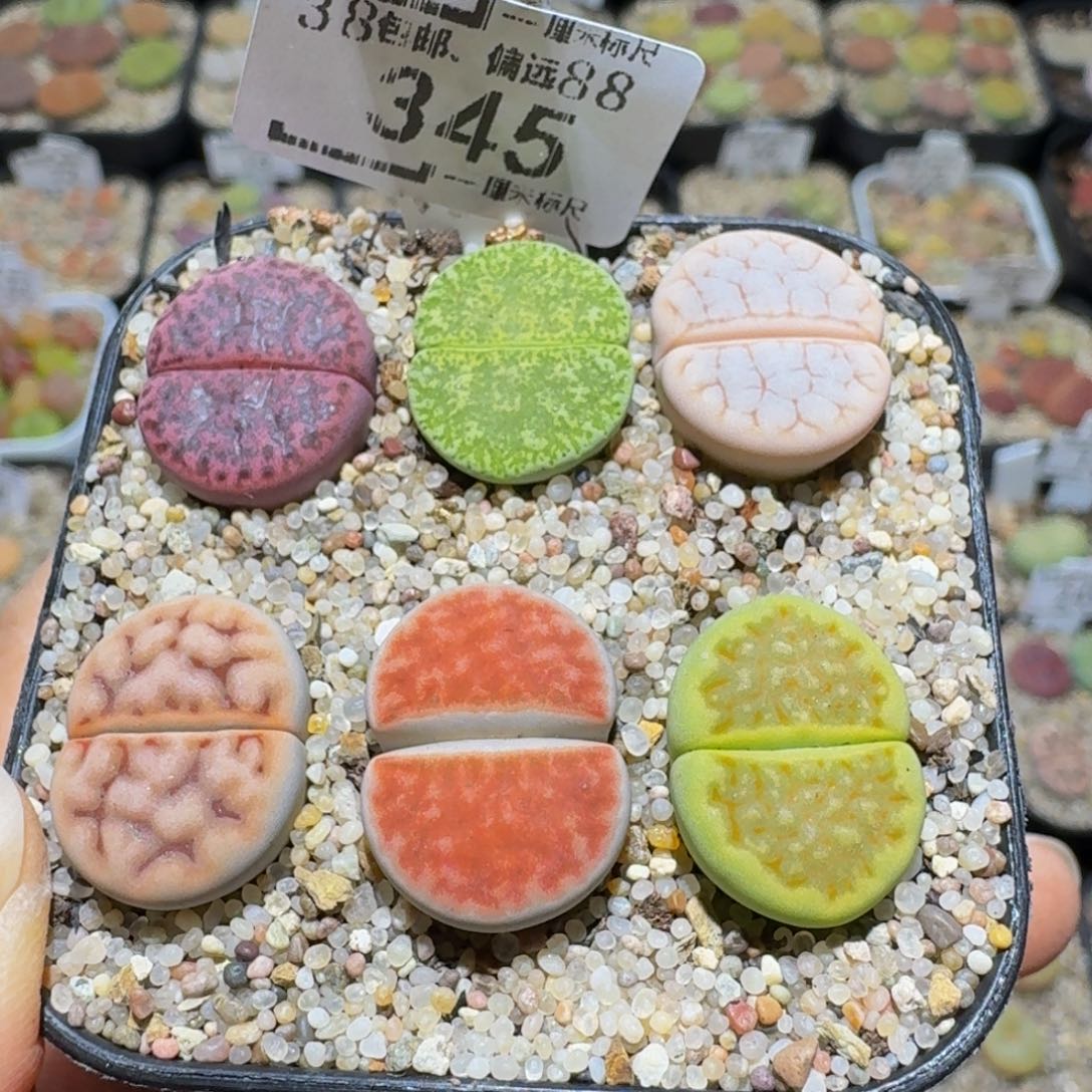 Ssss精品生石花345