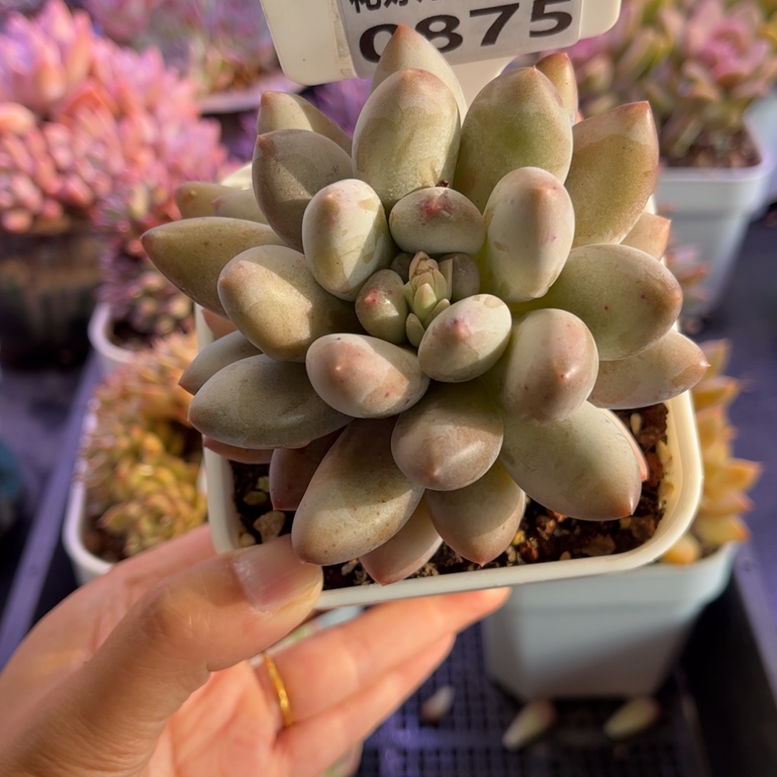 多肉植物0875 天冷必拍保温箱