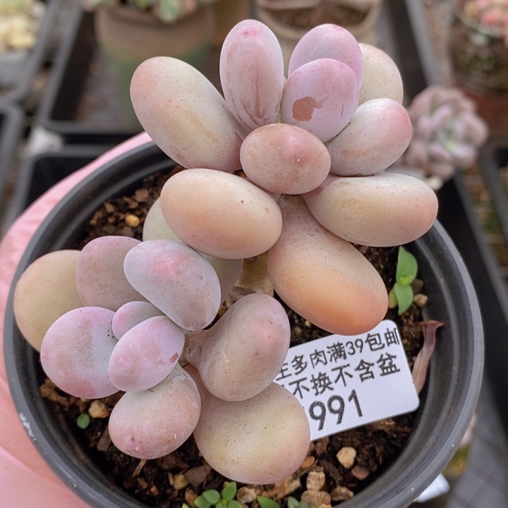 彩虹奶老桩991多肉植物