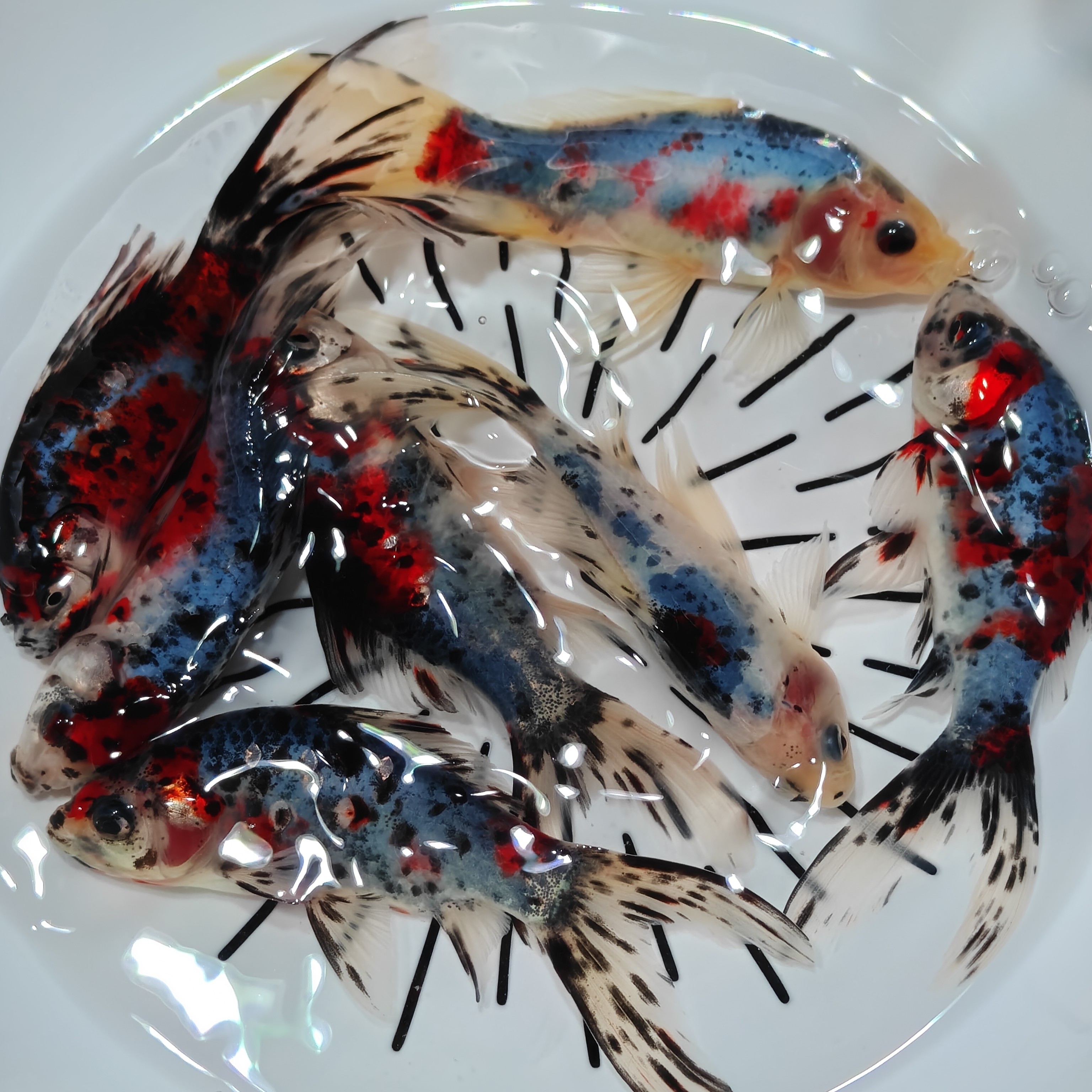 源头渔场 兰花金鱼7-9厘米 15尾温顺好养皮实耐活 (随机混搭)