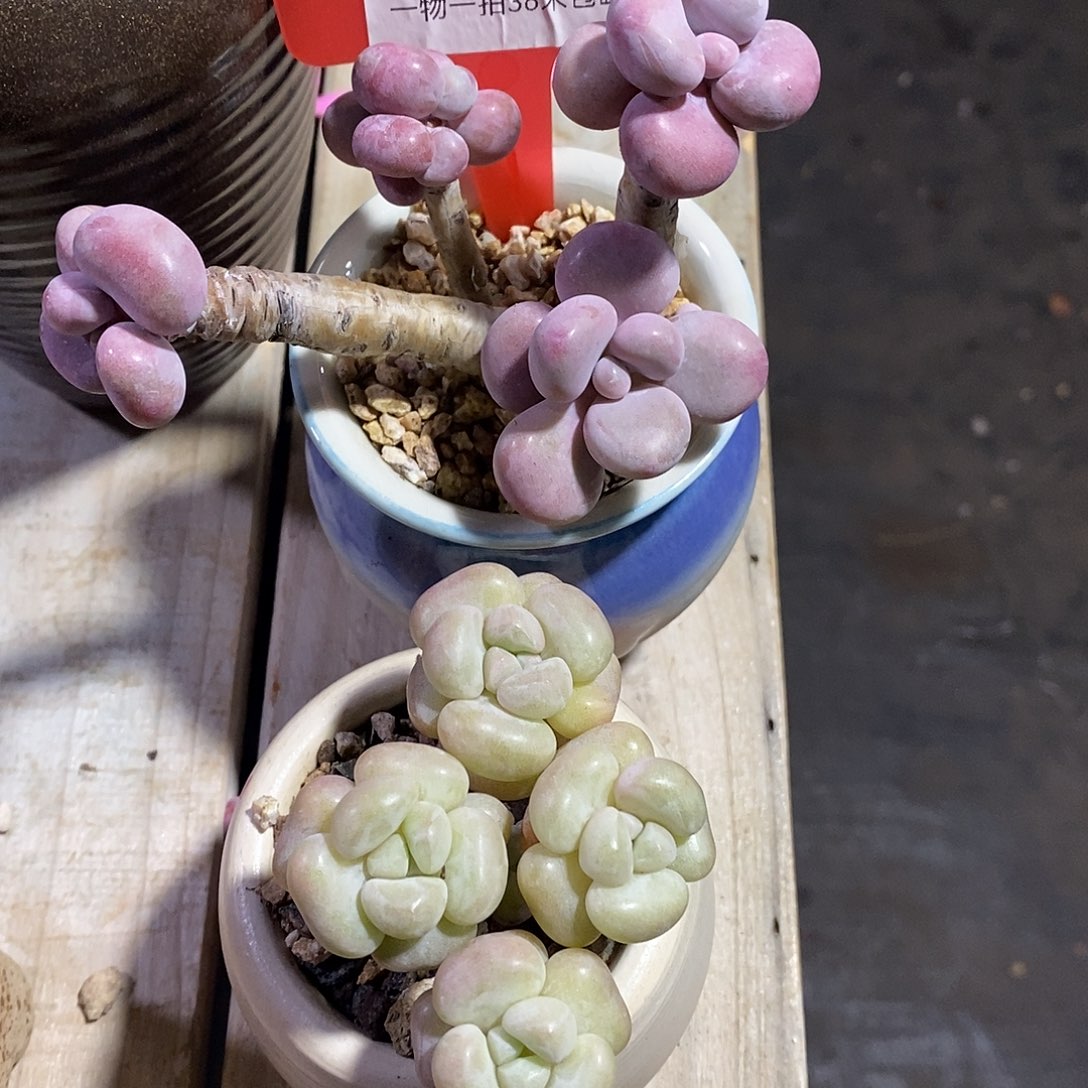 H***璐00654巴黎root咯女具体