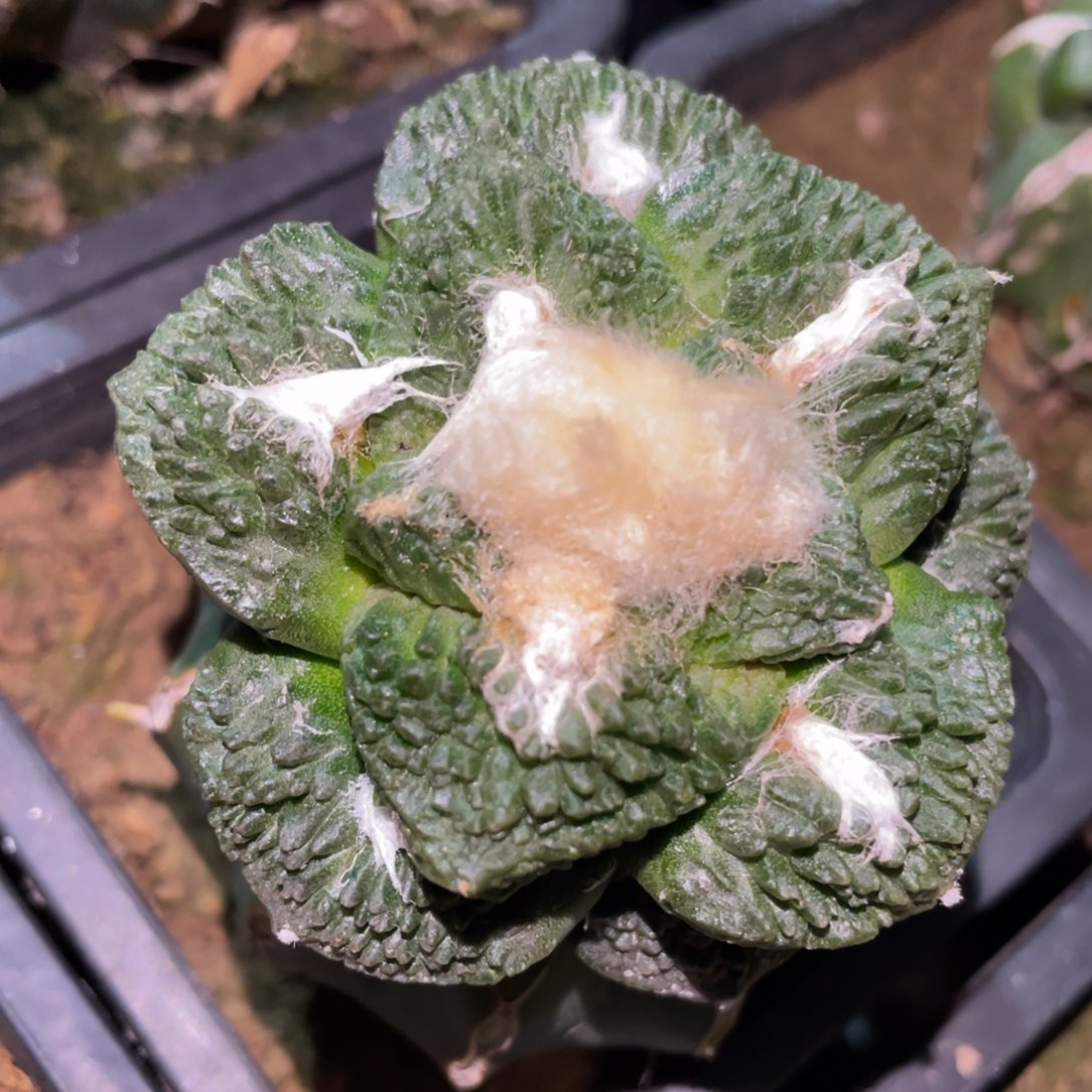 精选雪顶哥怒 仙人球开花