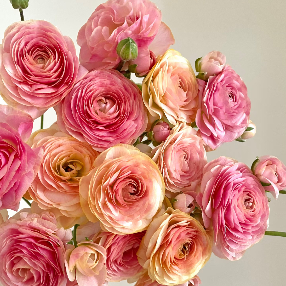 Nst极光支！三件顺丰空运20%不售后