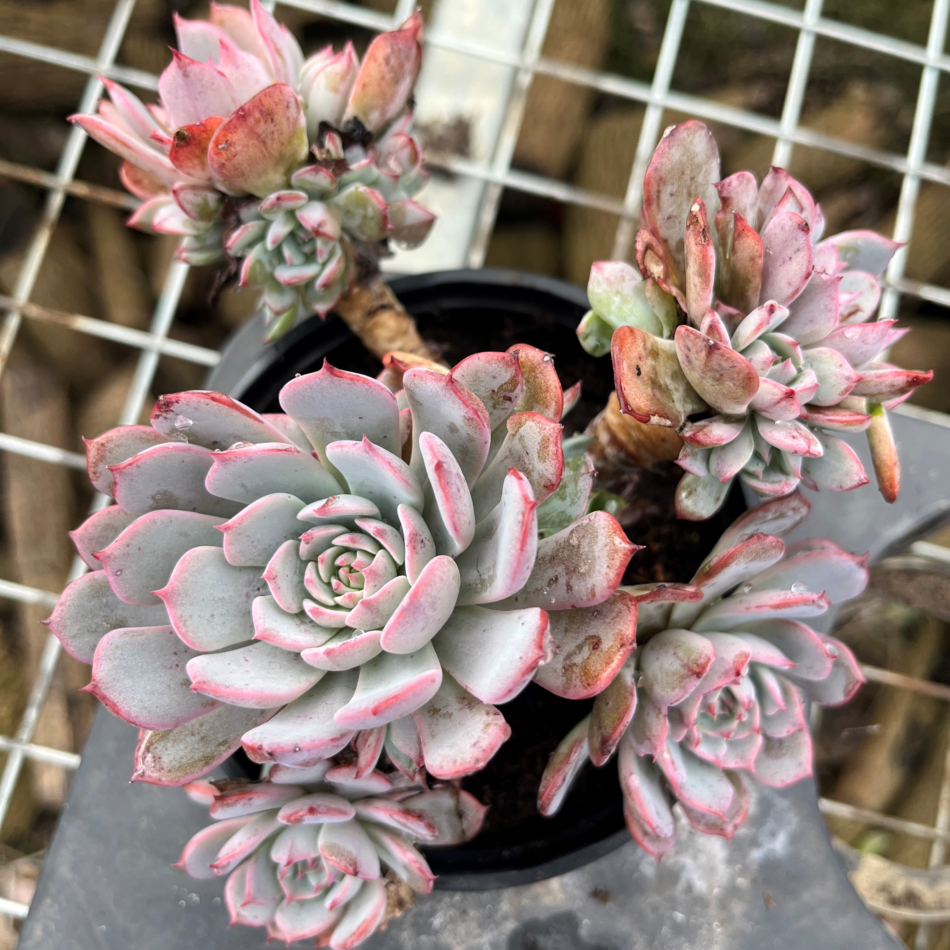 甜美多肉群生老桩劳伦斯多肉植物美观易养适合阳台家居装饰