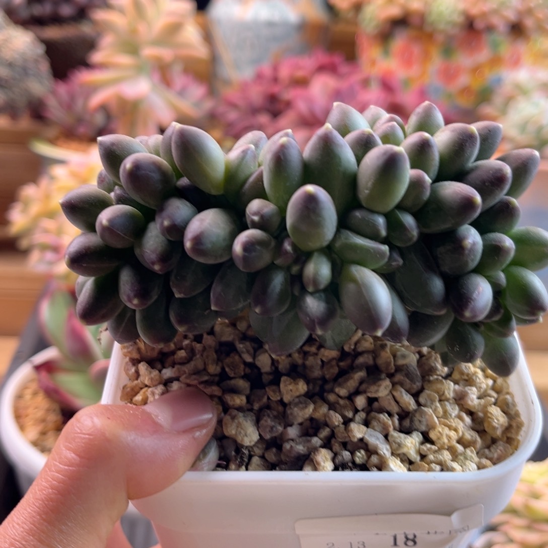 2.13/18千代田缀化111111