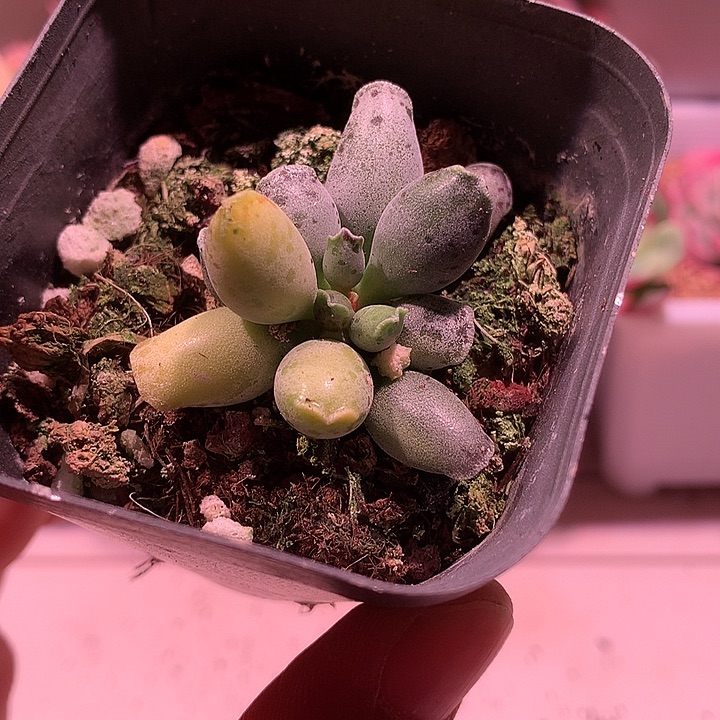 海豹海豹海豹海豹