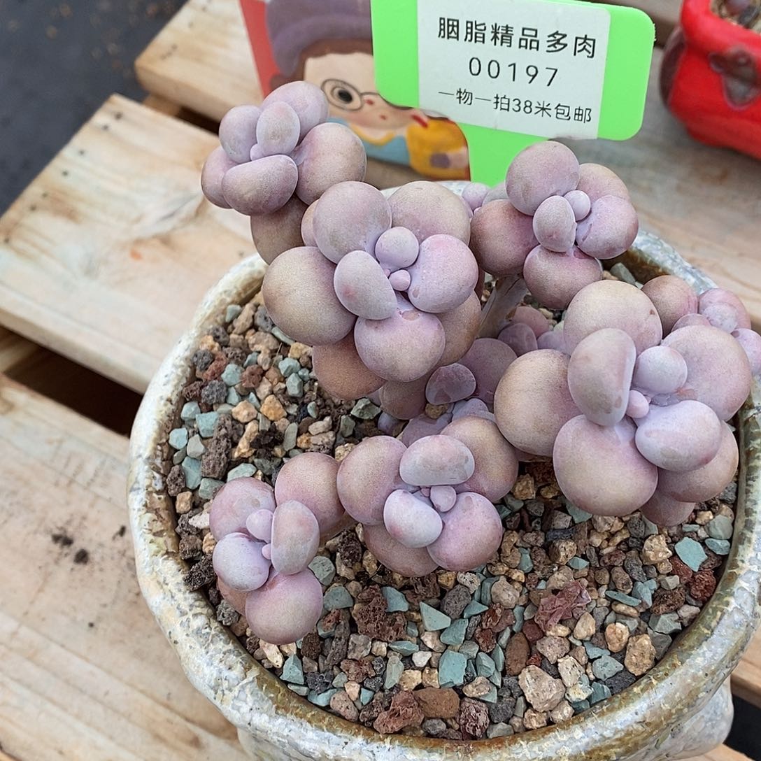 197咯利润咯偶哦哦哦哦哦