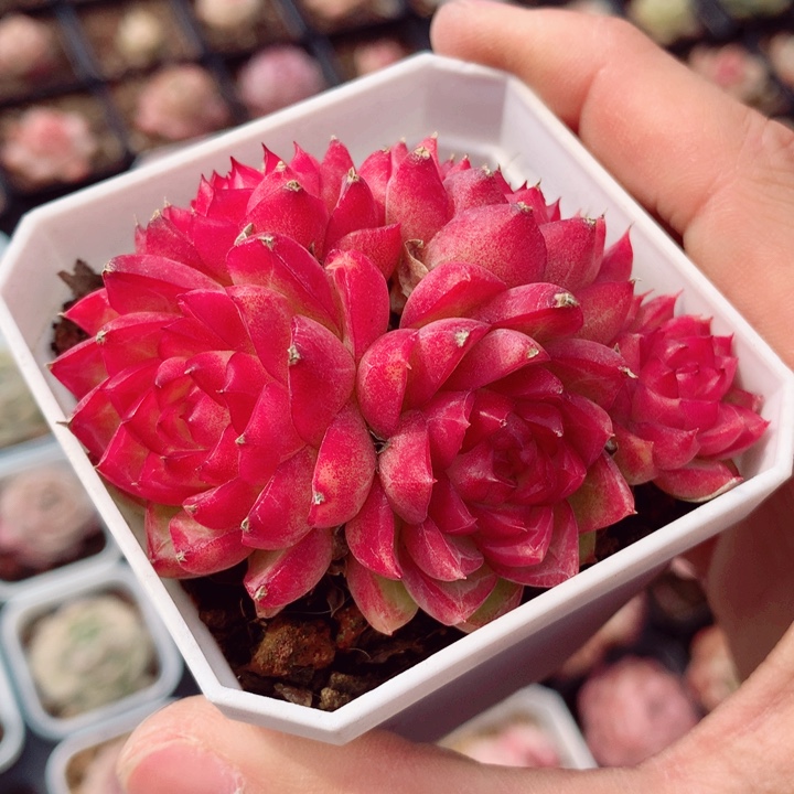 女王7cm不包整群