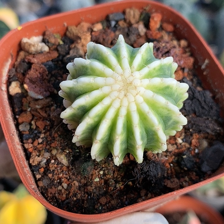 花花草草花花草草