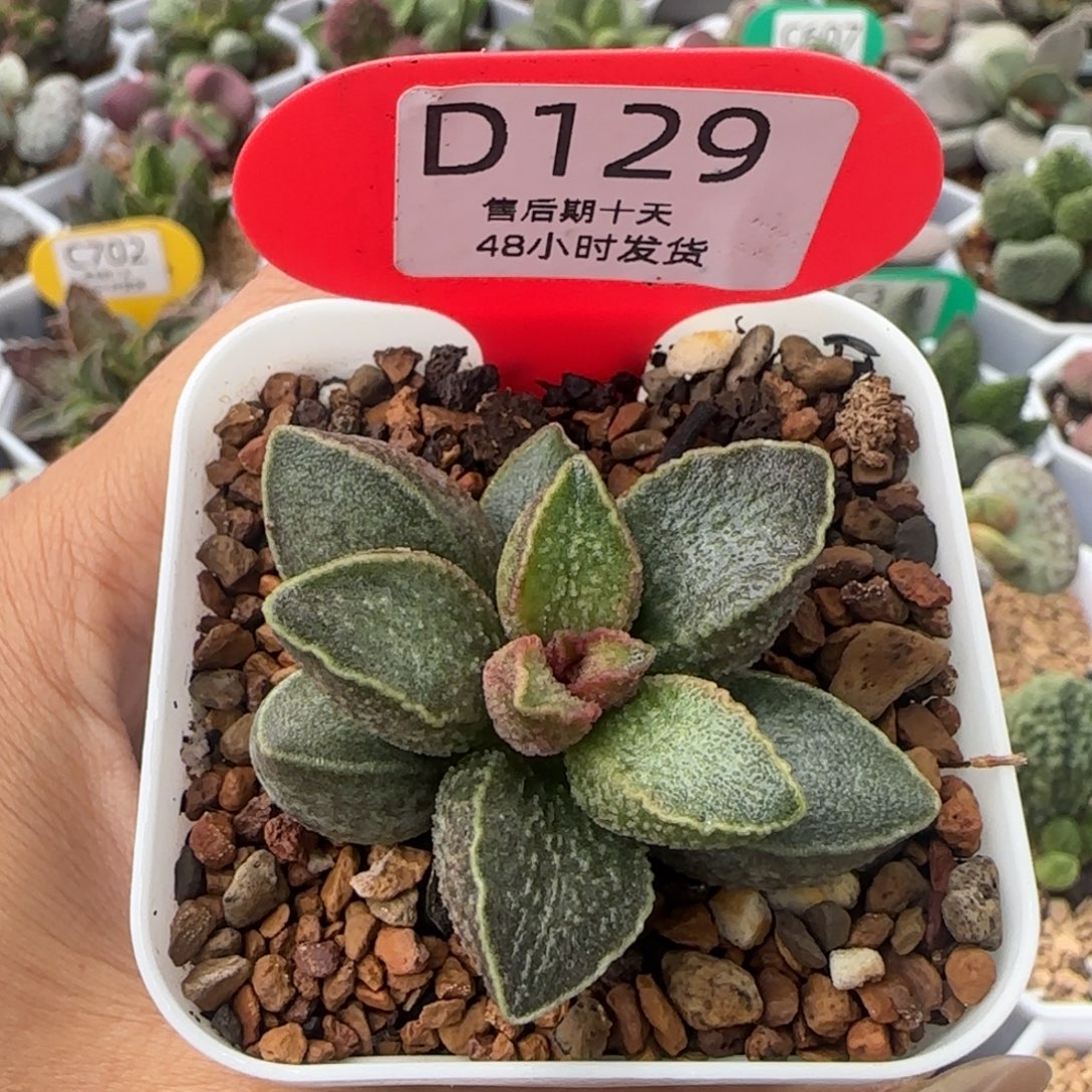 程***水胖虎。    129。    