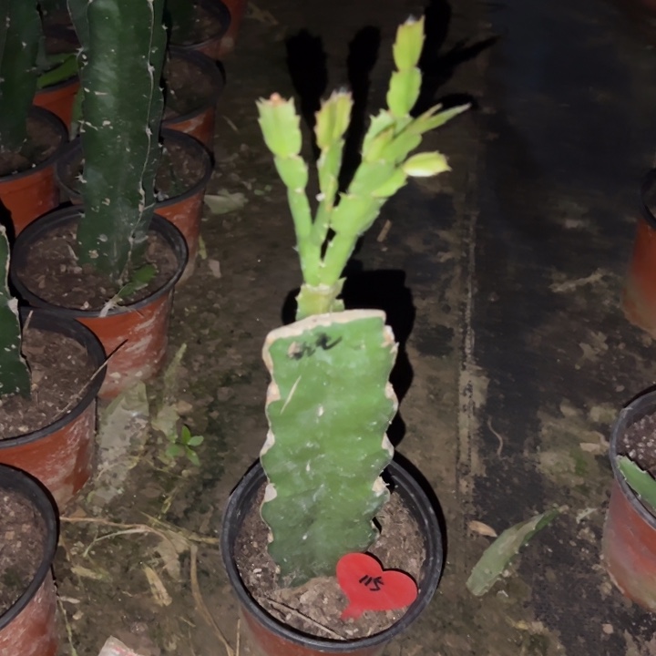 佛***晓当前无花栽培后可以开花红羽毛115