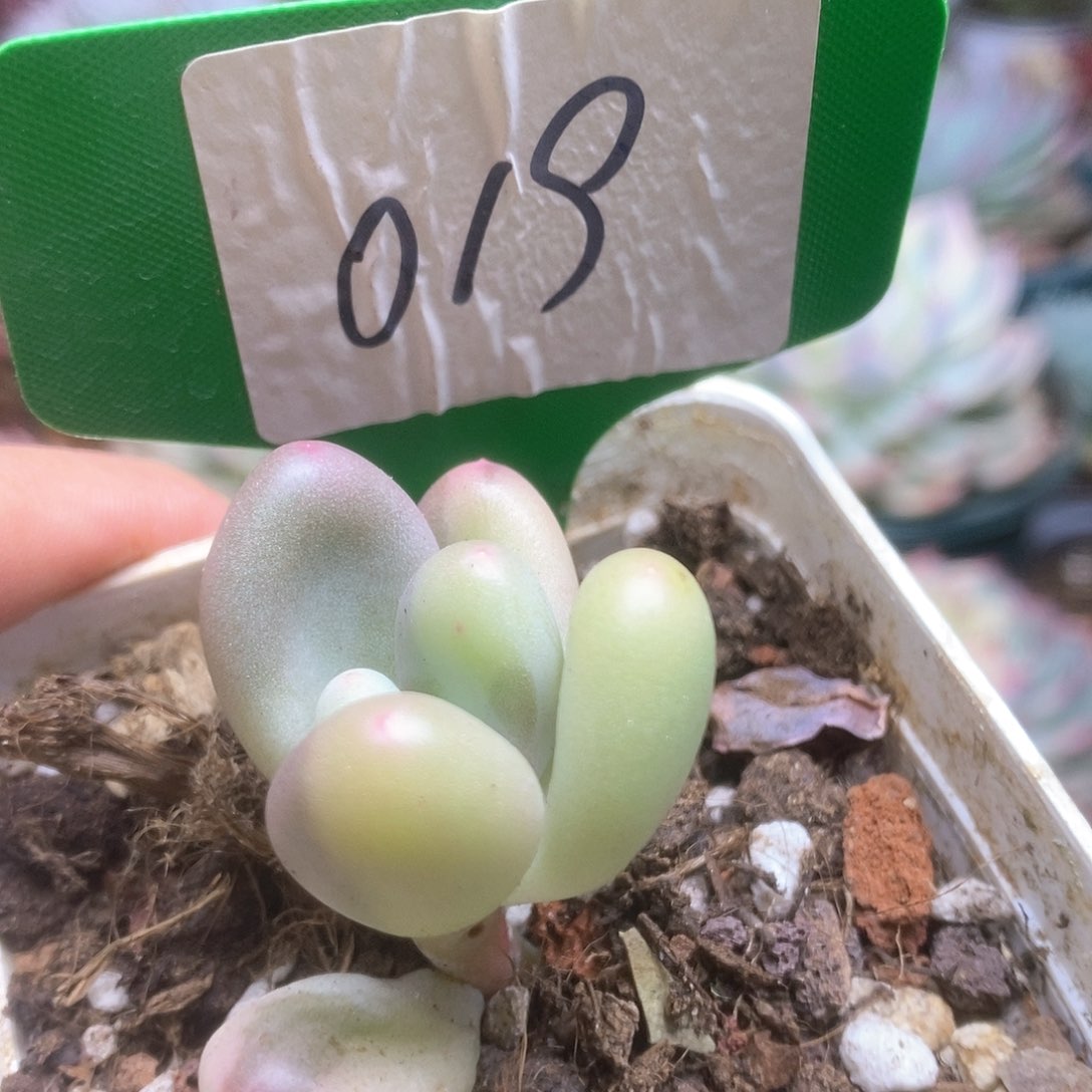 019西瓜奶锦锦锦锦锦