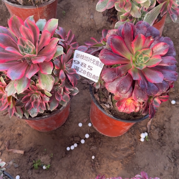 985二号棚两个组合A