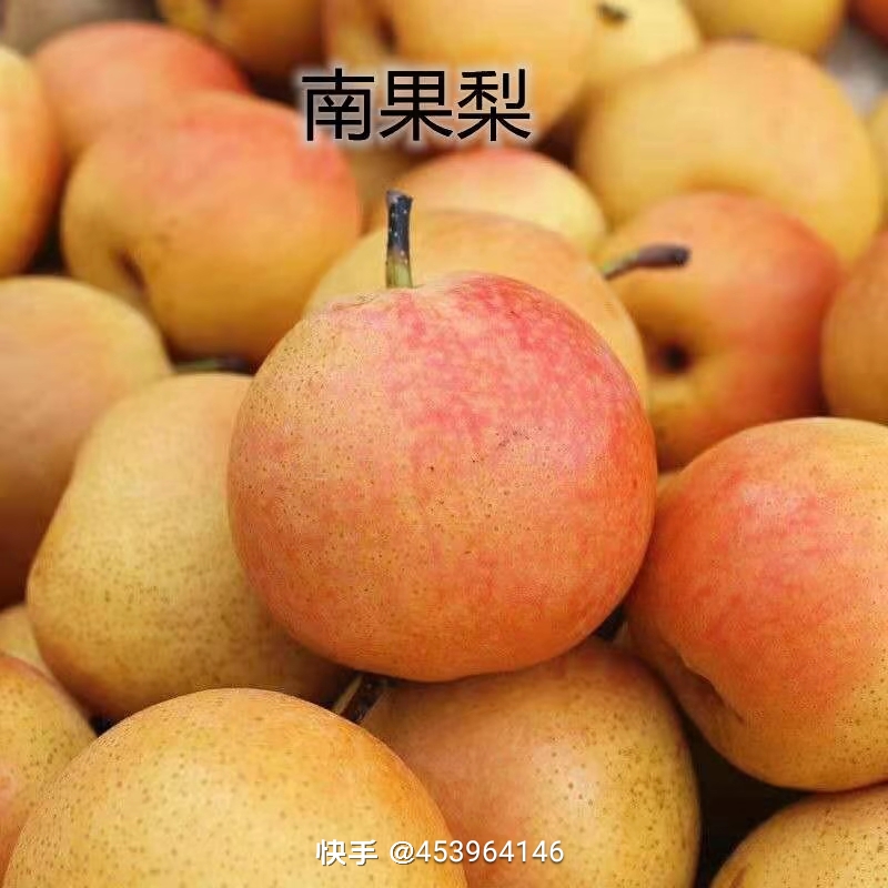 鞍山正宗细皮南果梨（黄果），酸甜多汁、精品礼盒装。