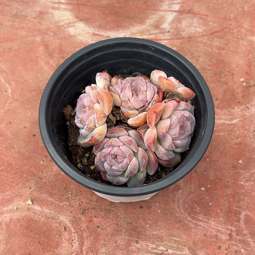 乔安安天鹅绒duor