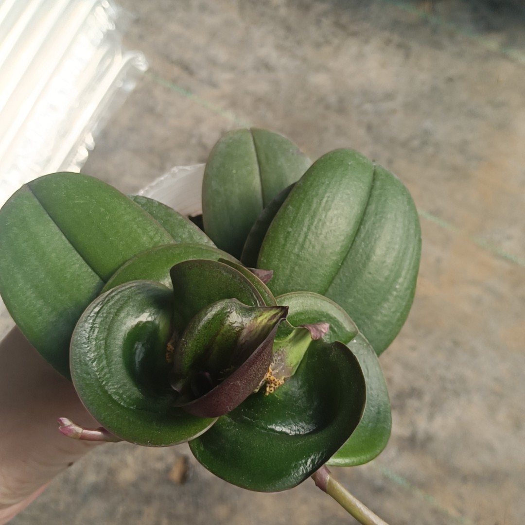 变异苗 福利款 一物一拍