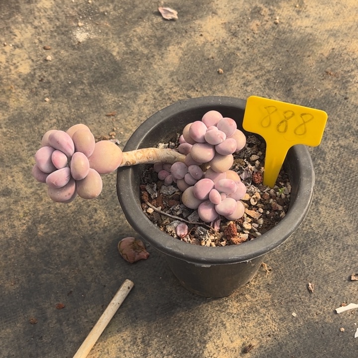 桃蛋多肉植物8 8 8