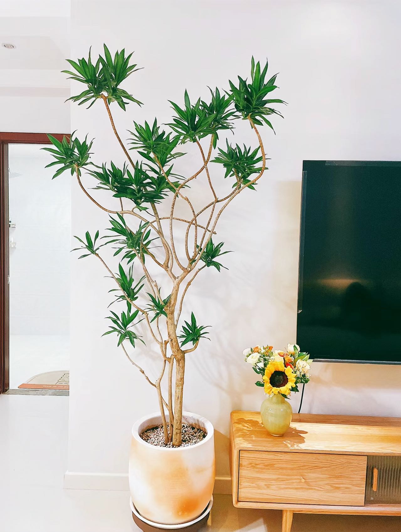 造型百合竹客厅绿植室内大型落地式大盆栽真花植物办公室大绿植