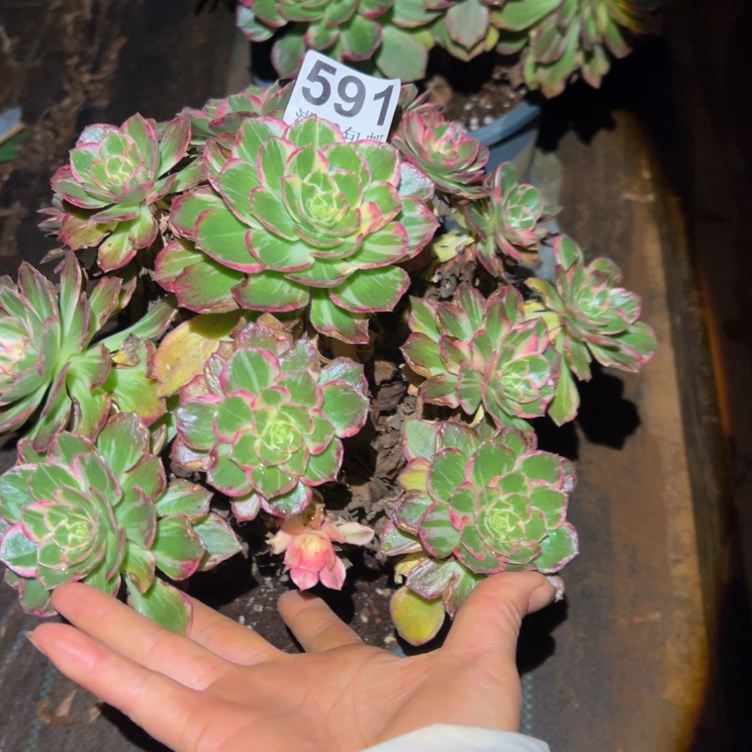 多肉植物591万花筒