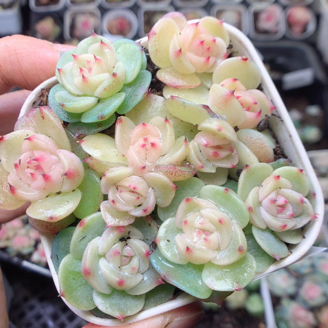 无花朵R140。yyyyyyy