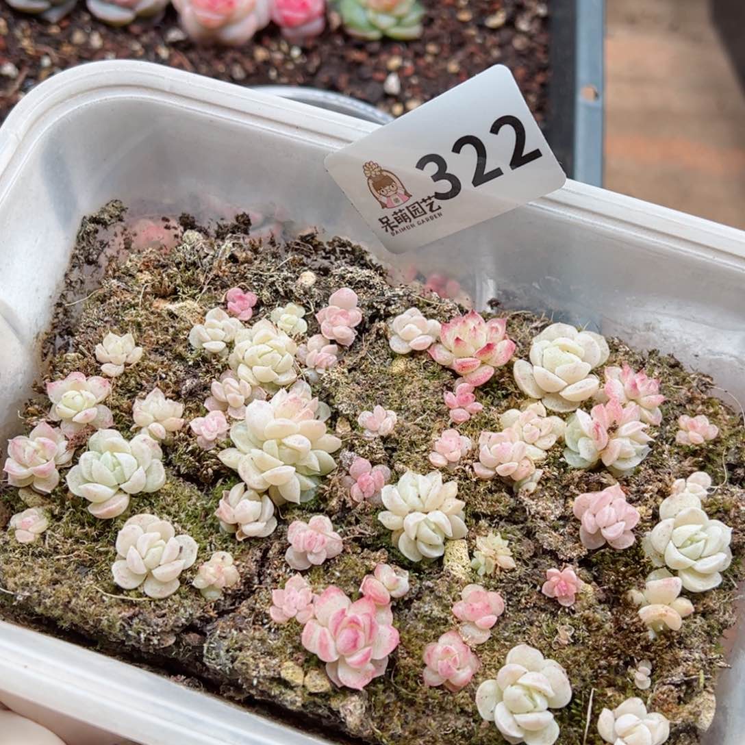 多肉植物多肉植物