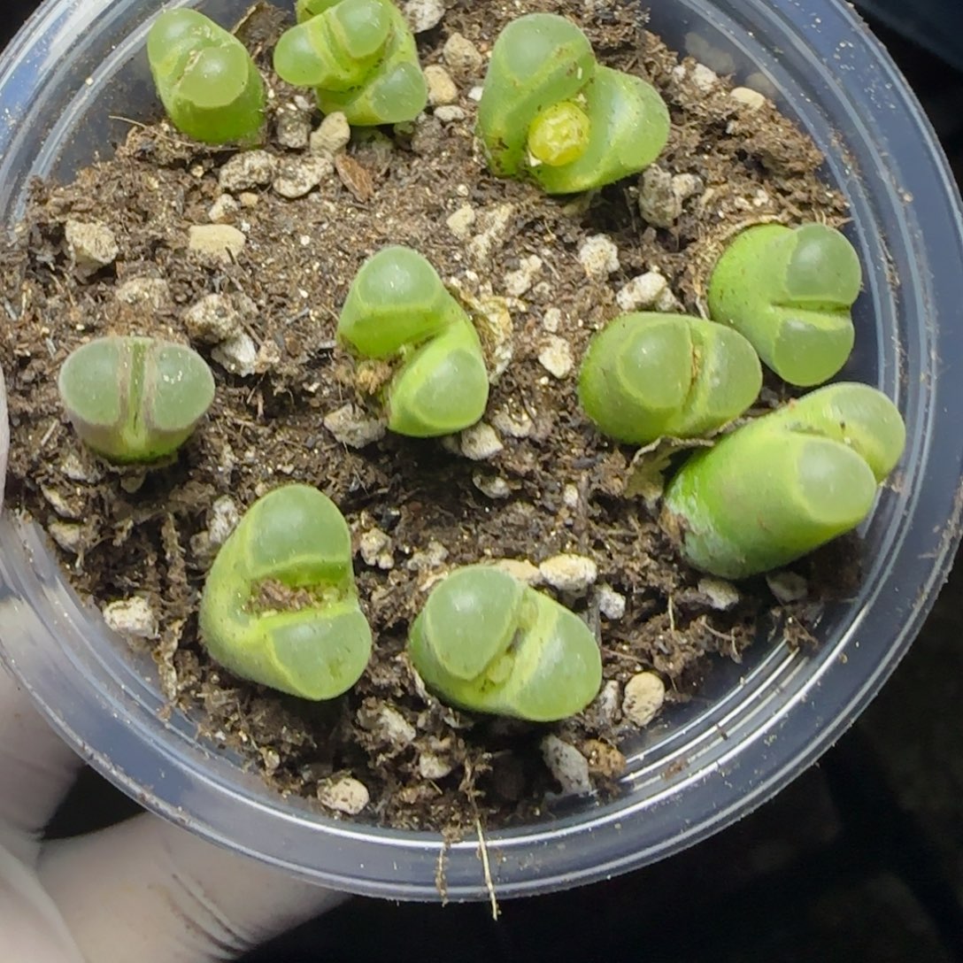 0426。默认脱土。18包邮。偏远88包邮