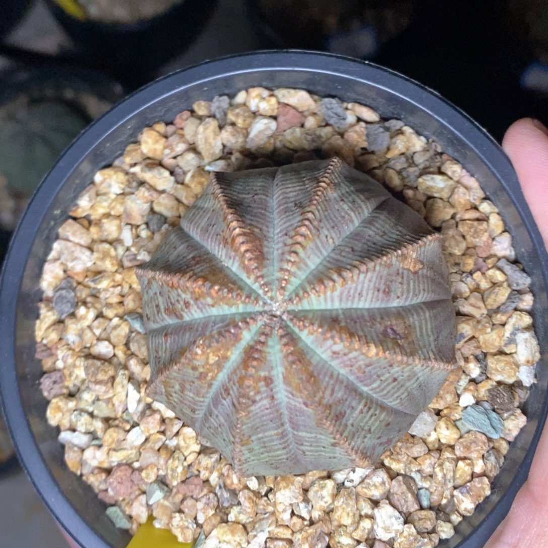 欧系实生布纹球多肉植物