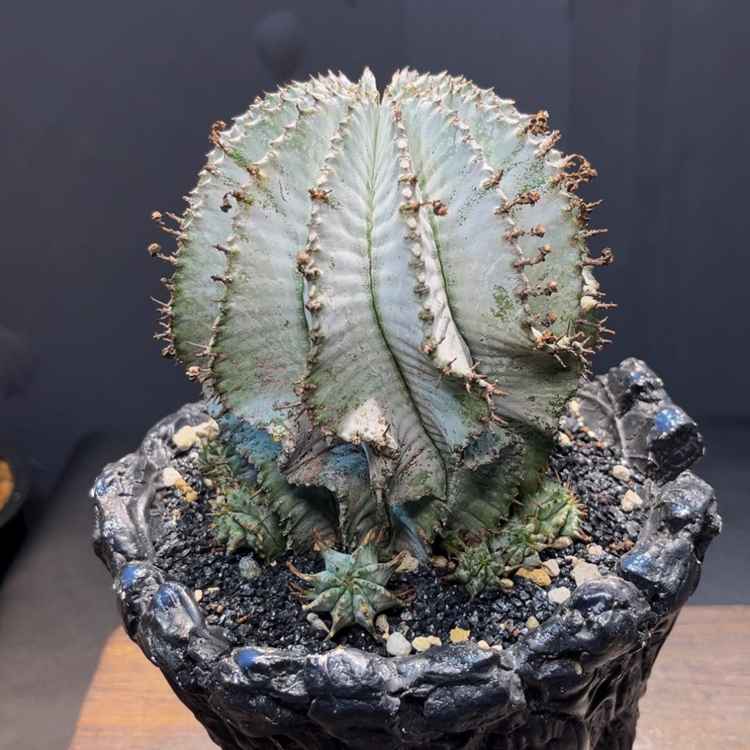 白依Zzzzzzzzzzzzzzz