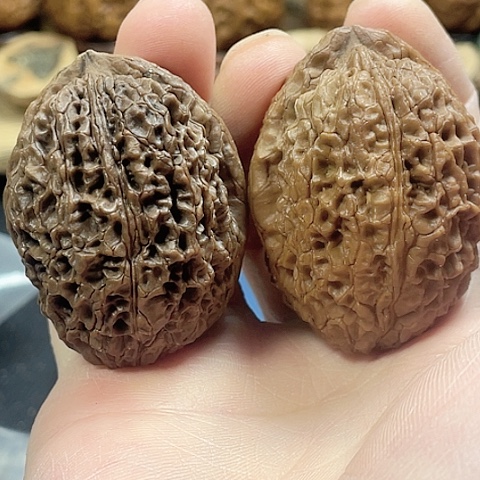 文玩核桃把件铁将军带彩磕尖42