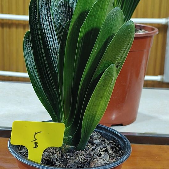 李***天完全开放300米2060*油