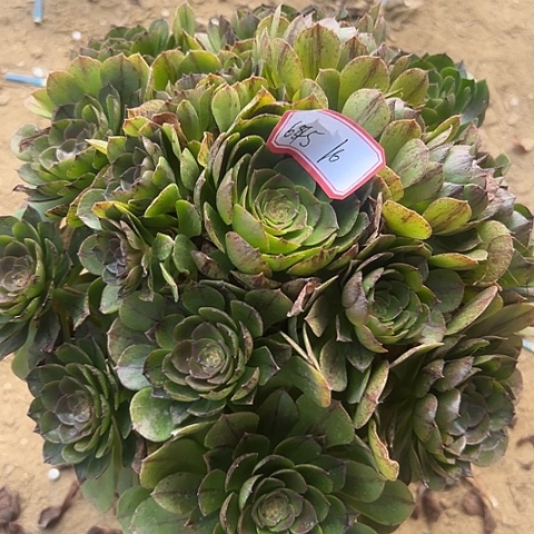 多肉植物万拉丝645