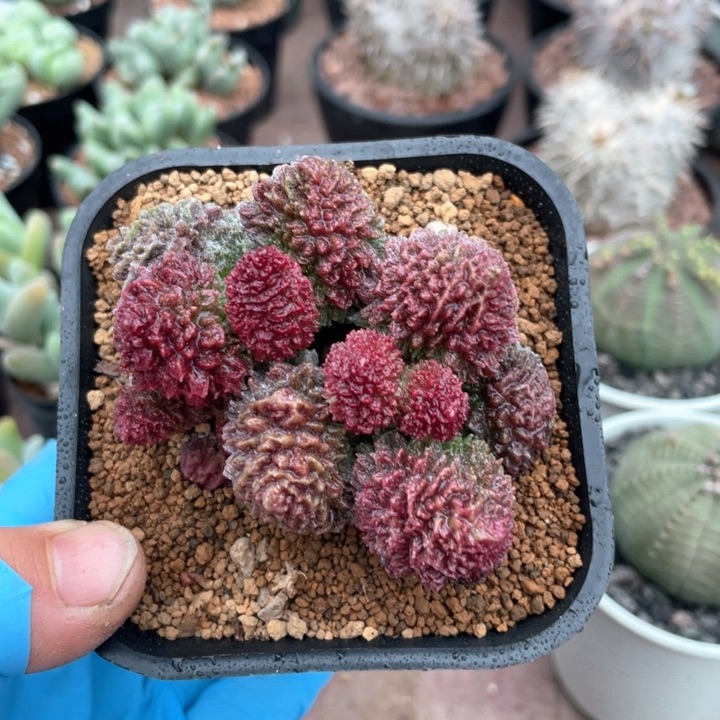 202大盆朱子玉多头