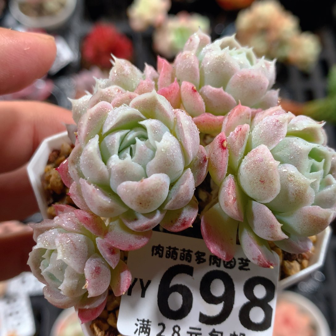 5CM拇指盆精控多肉YY698