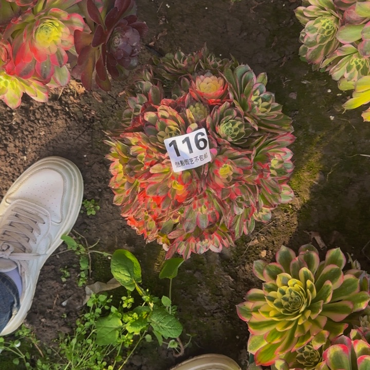海王花27+15包邮花花