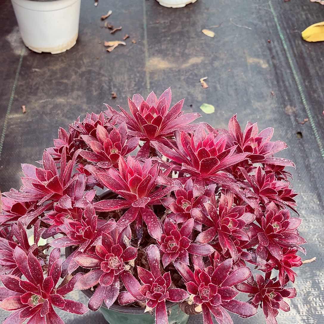 法师多肉植物f s