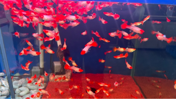 健康漂亮孔雀鱼鸿运当头