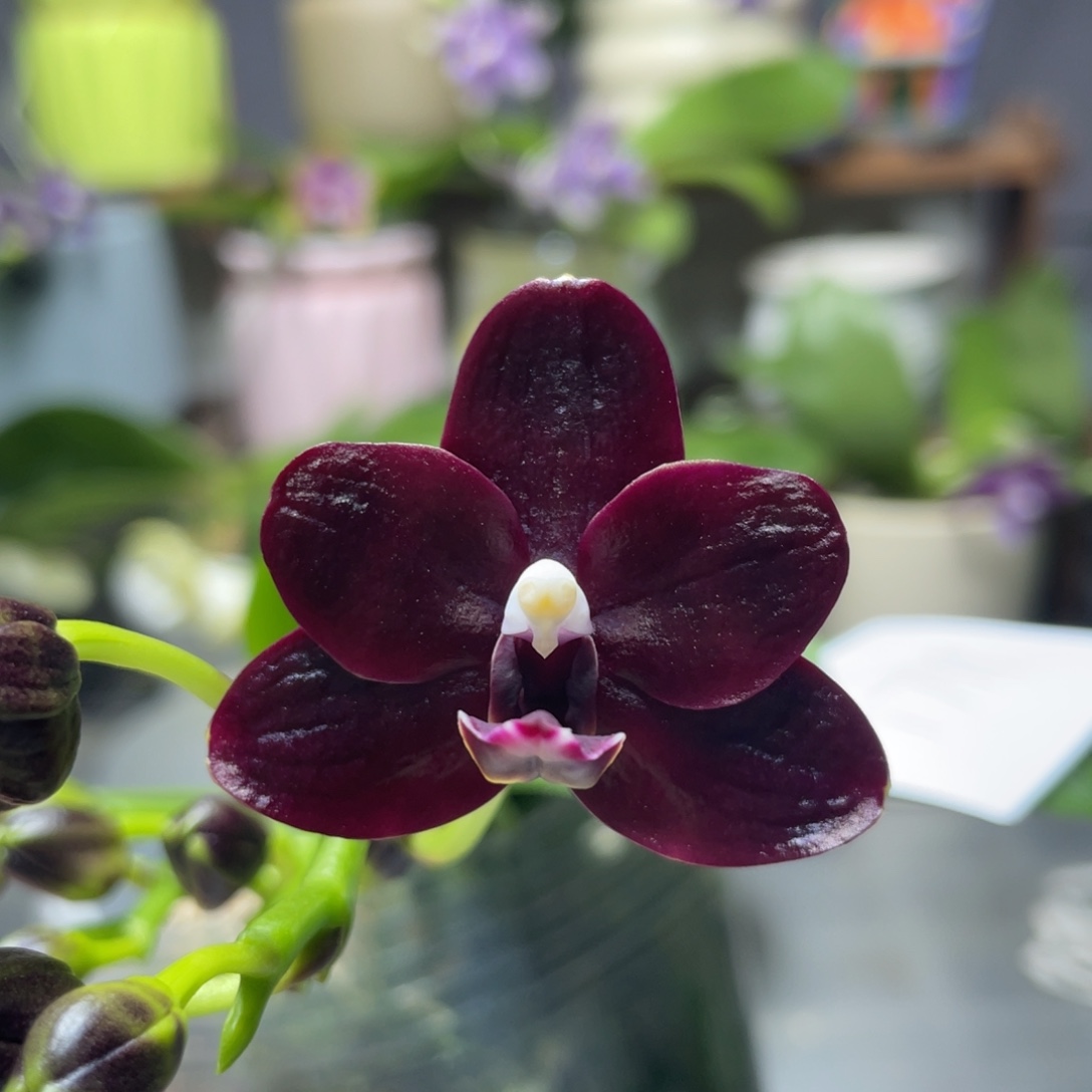 完全开放野莓小珍宝，3.5杯花苞株