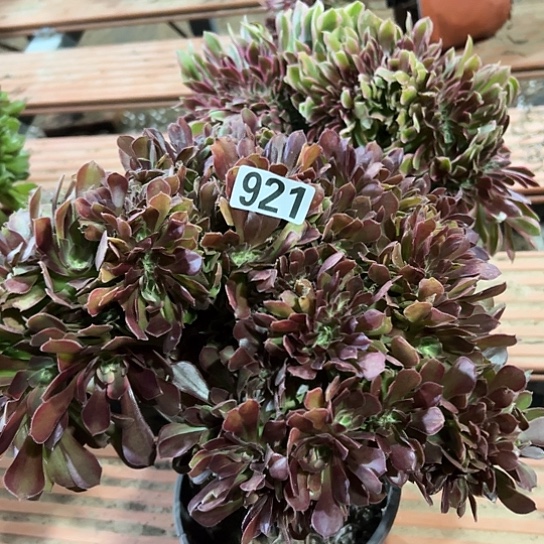 琴***姐多肉植物一个玫瑰921