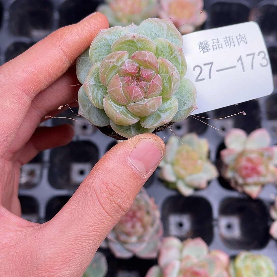 多肉一物一拍27-173