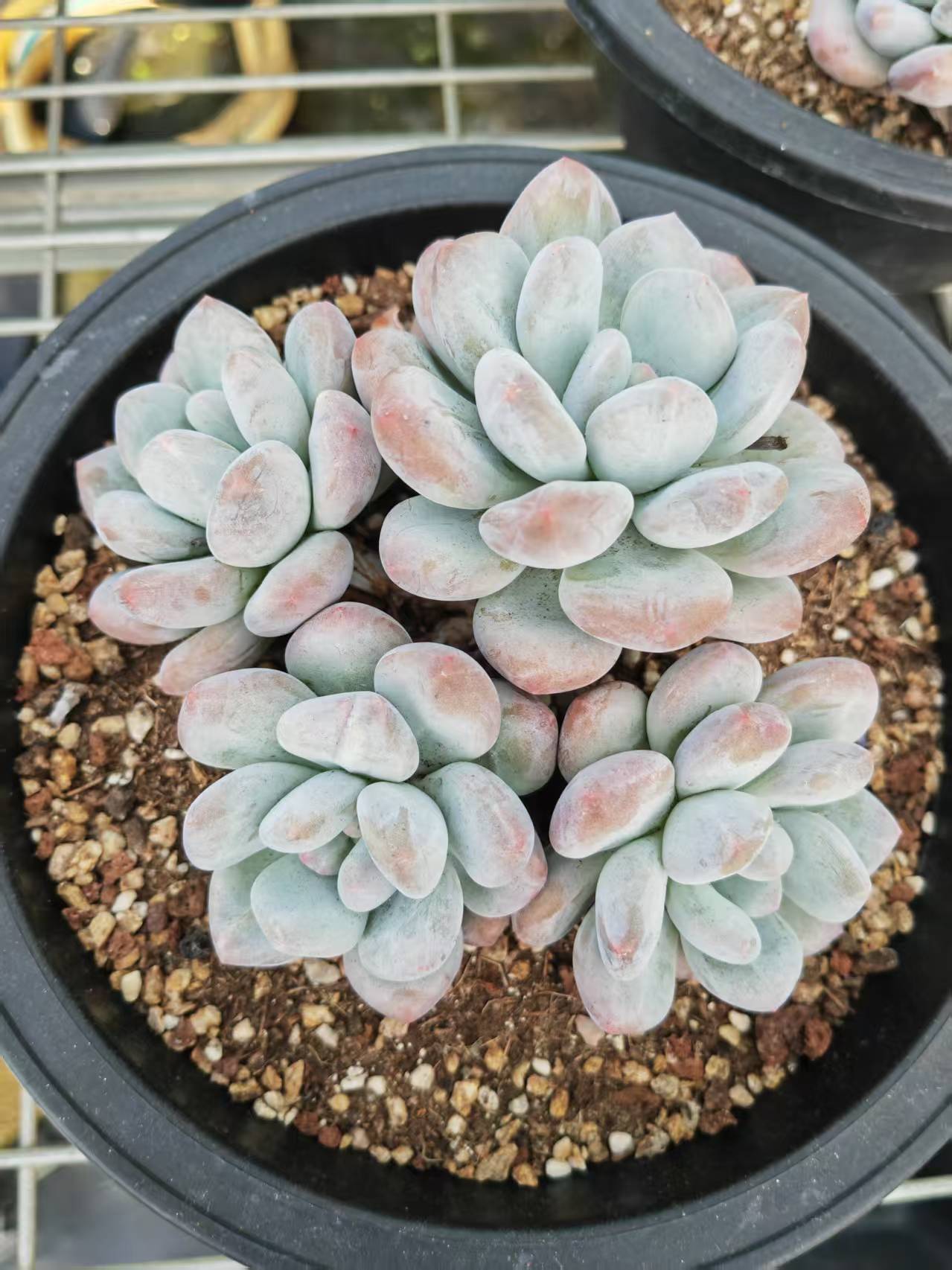 精控香水自然群现状态以直播间实物展示为准