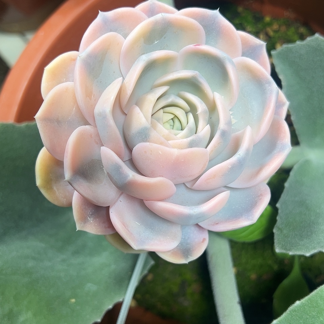 汉堡锦嫁接多肉植物