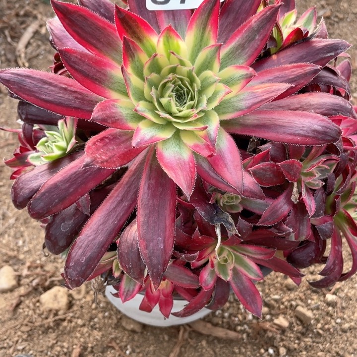 877多肉植物朱 雀