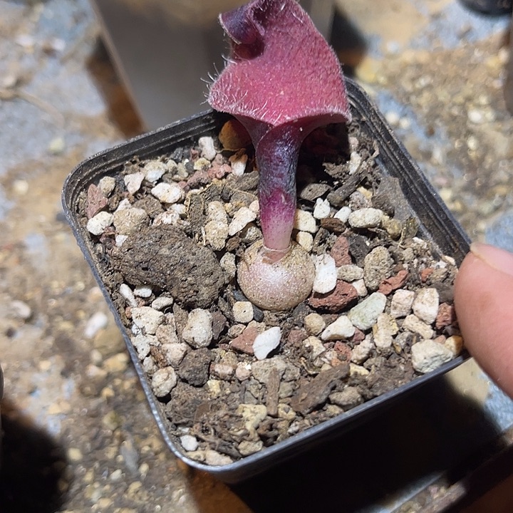 满38包邮2天凑单，脱土晾根发货多肉植物紫色立金花