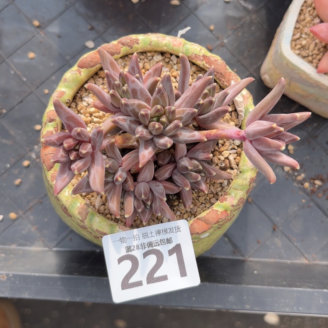 梵高老桩无盆土发货